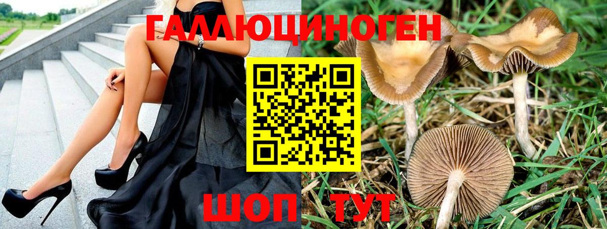 Псилоцибиновые грибы Psilocybe Магнитогорск